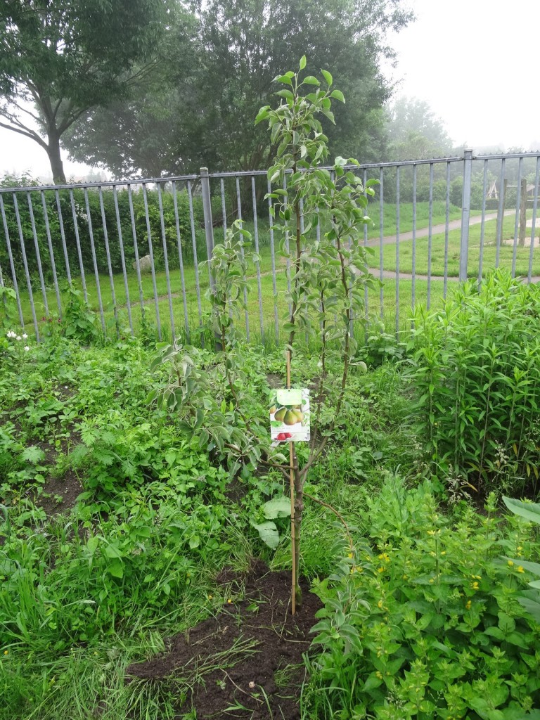 Perenbomen voor de buurt. Twee verschillende rassen – om de bestuiving te bevorderen.