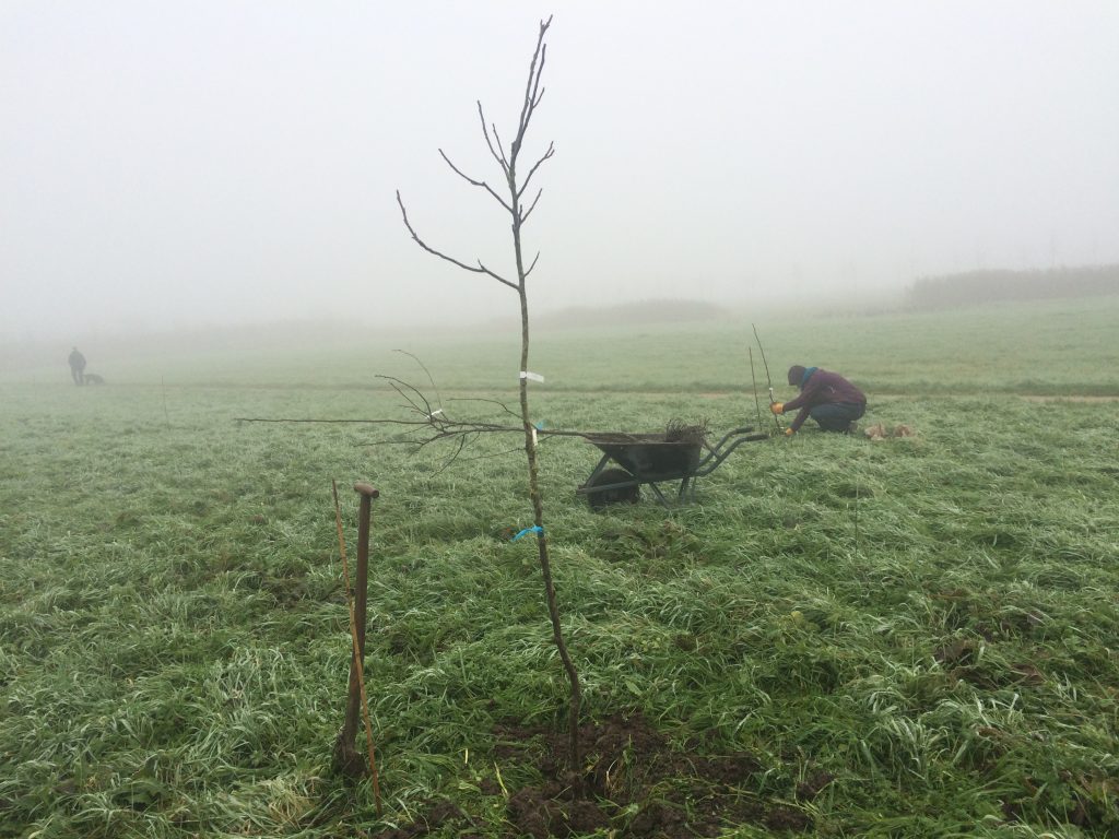 In de winter kunnen we het beste bomen planten. (foto van walnotenboomplant op Lekker Landgoed Haarzuilens)
