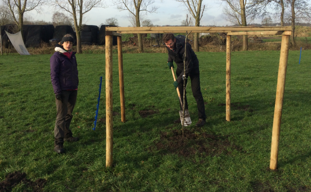 De eerste boom is al geplant. Donderdag volgen de andere 20.