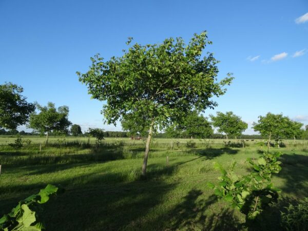 Featured image for “Het Derde Erf”