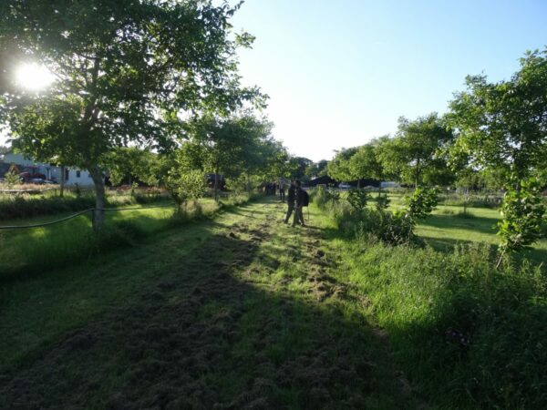 Featured image for “Klimaat-walnoten-savanne in Soest”