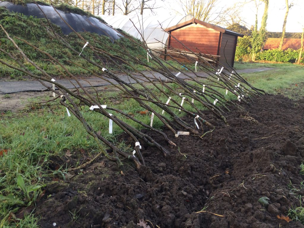 Hier liggen de bomen klaar voor de uitplant – mooie selectierassen van de kweker De Smallekamp.