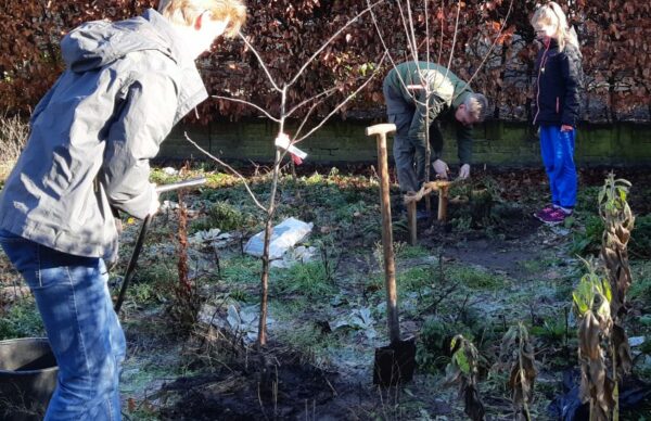 Featured image for “Pruimenbomen geplant in Park Honsbergen, Soest”
