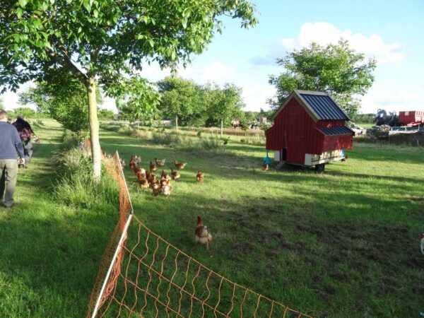 Featured image for “Steeds meer “Agroforestry” in Nederland”