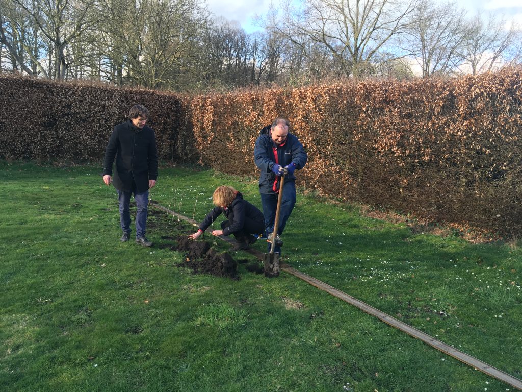 Gestekte appelboomjes verdwijnen gedeeltelijk onder de aarde…