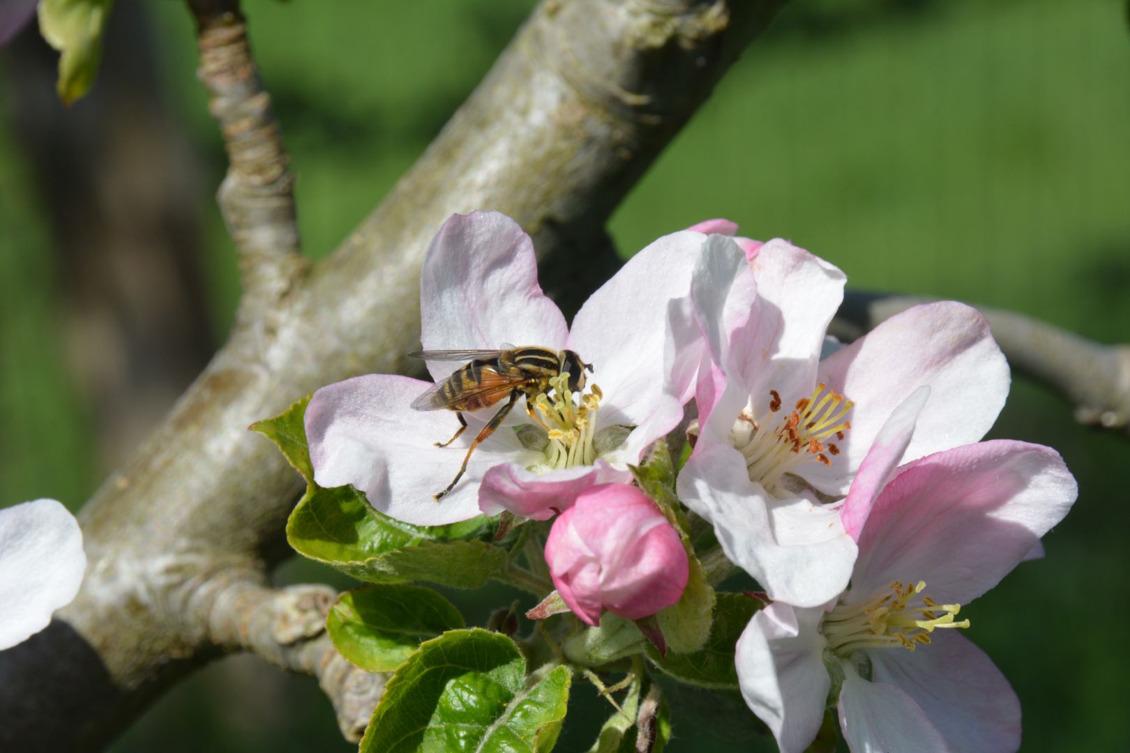 Bloesem van de Pippeling met een Gewone pendelvlieg | foto: Hugo