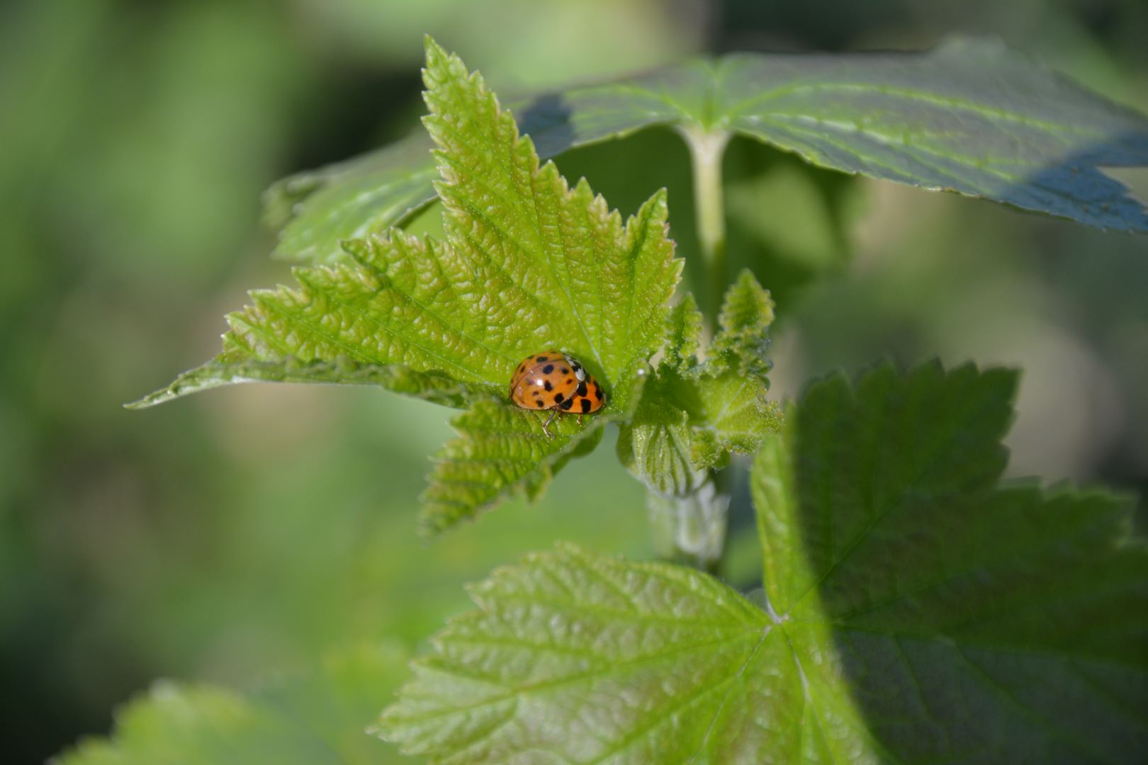 Framboos met lieveheerstbeestjes (veelstippig Aziatisch lieveheersbeestje) | foto: Hugo