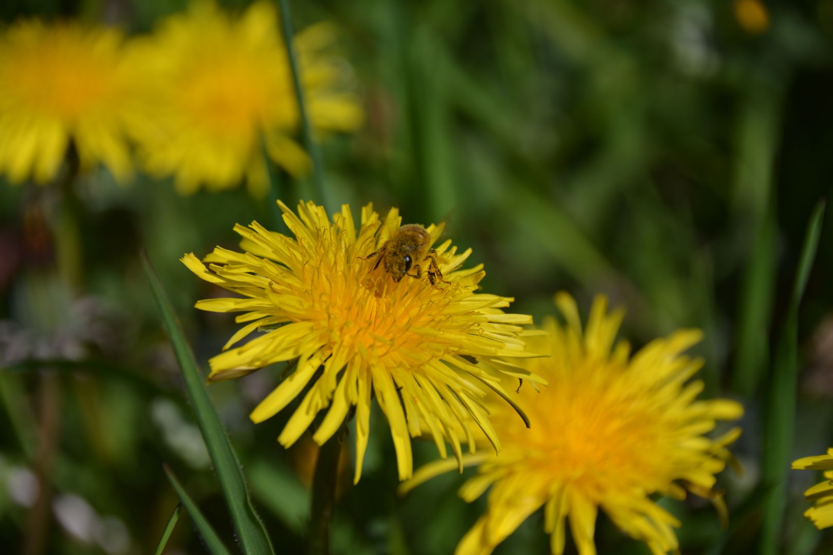 Paardebloem met bij | foto: Hugo