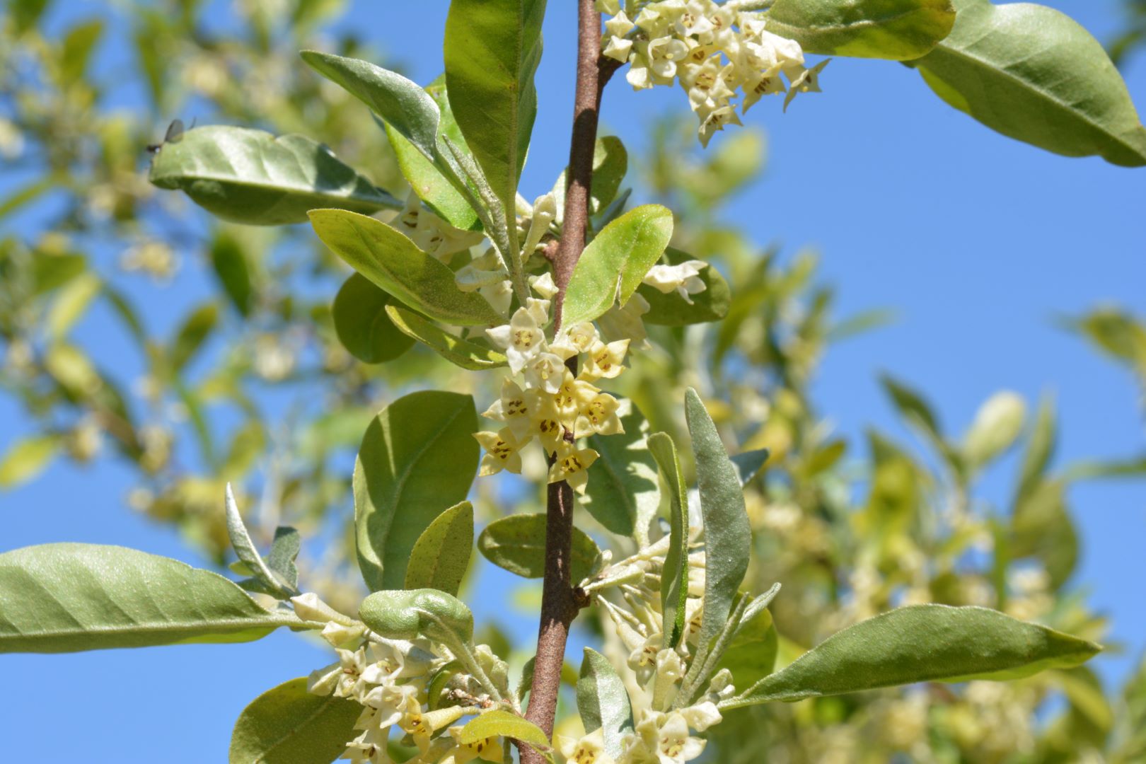 De bloesem van de Zilverbes | foto: Hugo
